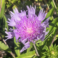 Stokesia laevis 'Blue Star'